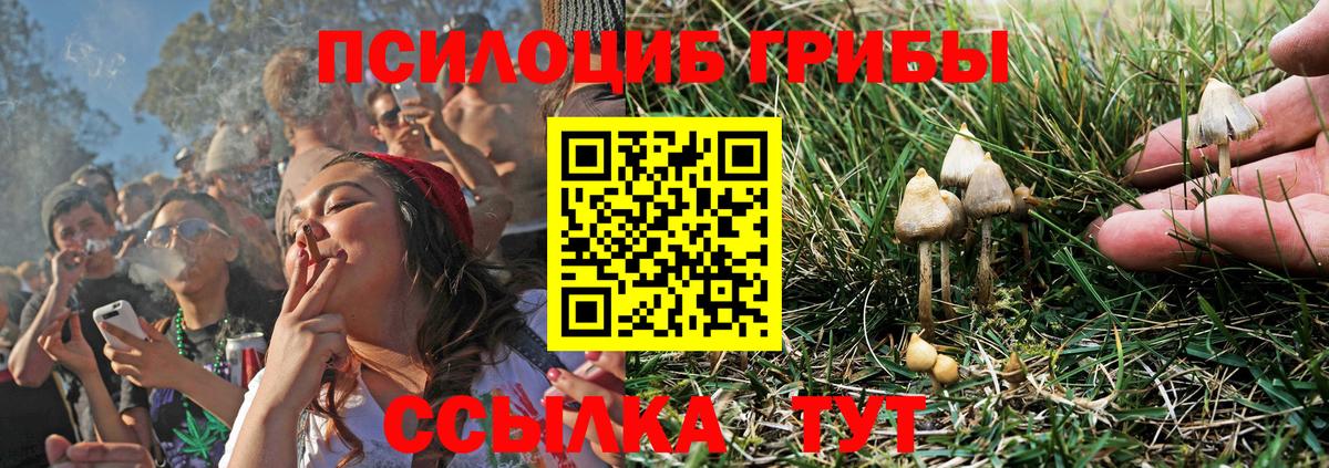 Кингисепп  где купить наркоту  Галлюциногенные грибы Psilocybe  Вход с VPN  Псилоцибиновые грибы MAGIC MUSHROOMS 